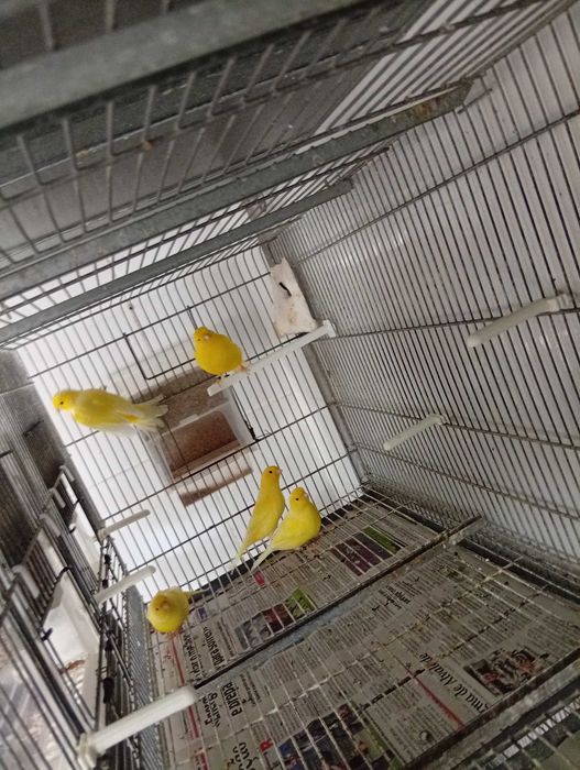 Canários amarelos