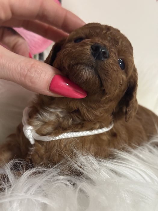 Cavapoo F1b suczka