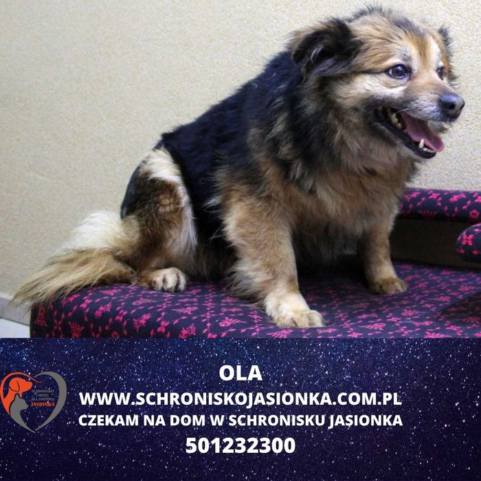 ola w schronisku jasionka aktualne