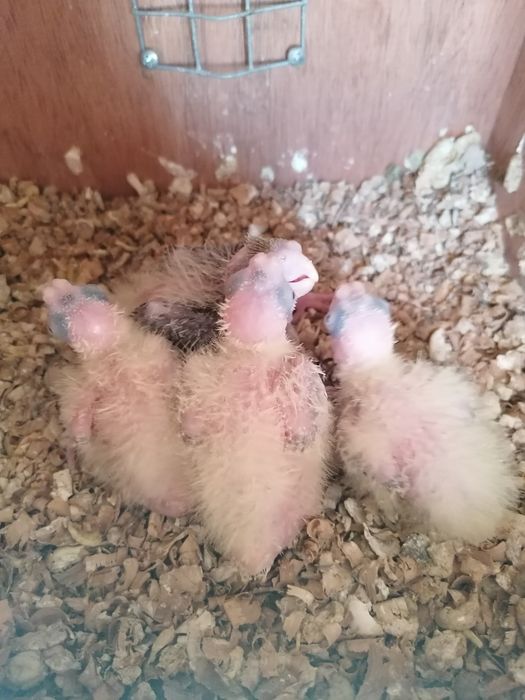Agapornis e Caturras para domesticar