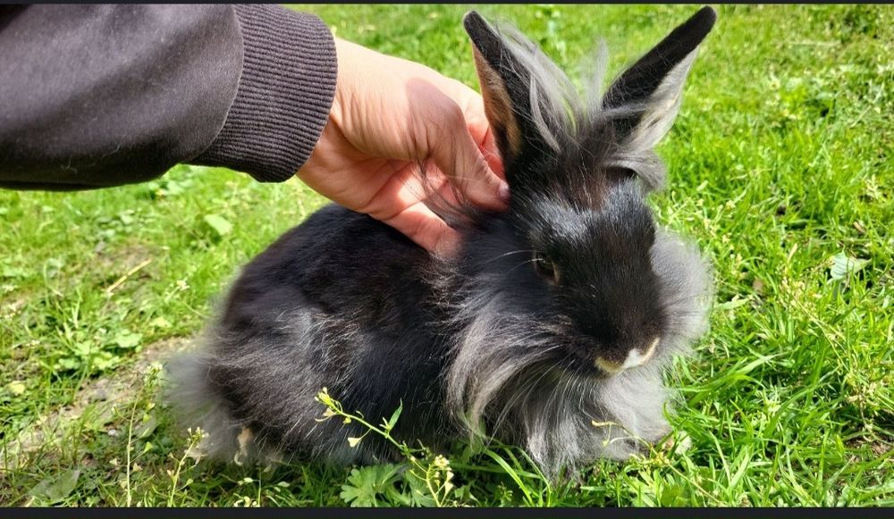 Mix Teddy samiec i samica