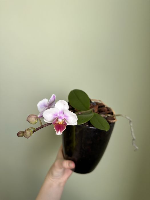 Орхідея на обмін