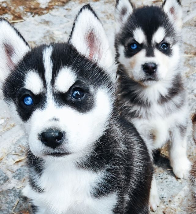 Малюки вільні.. Продаж