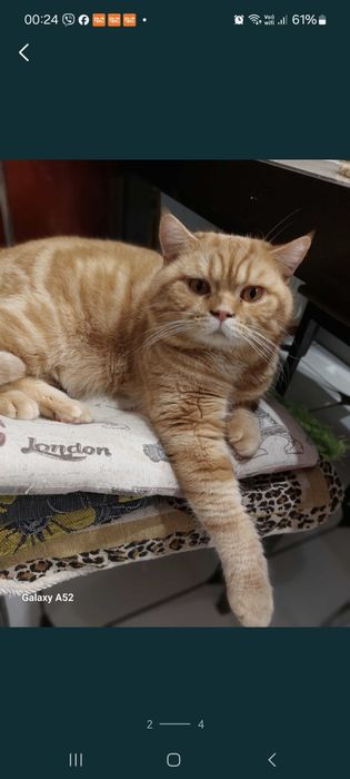 Потерялся/кот 44 кв