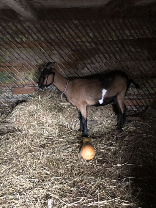 Продам нубійських кіз