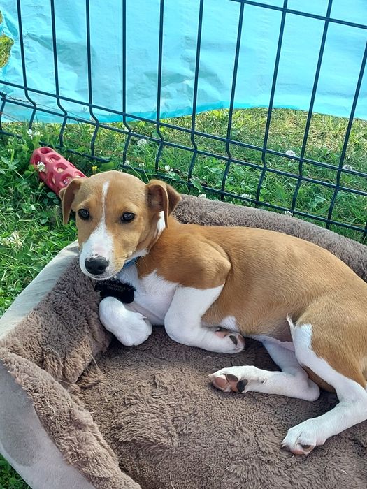 Jack Russell Terrier