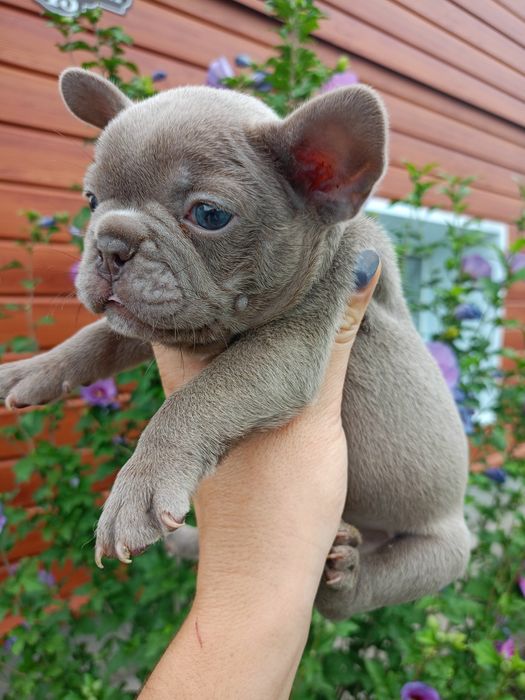 Детки французского бульдога