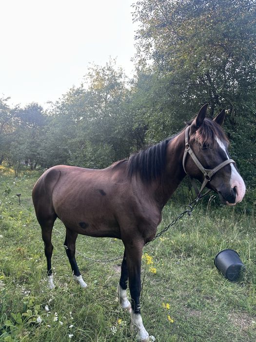 Терміново продається молодий кінь