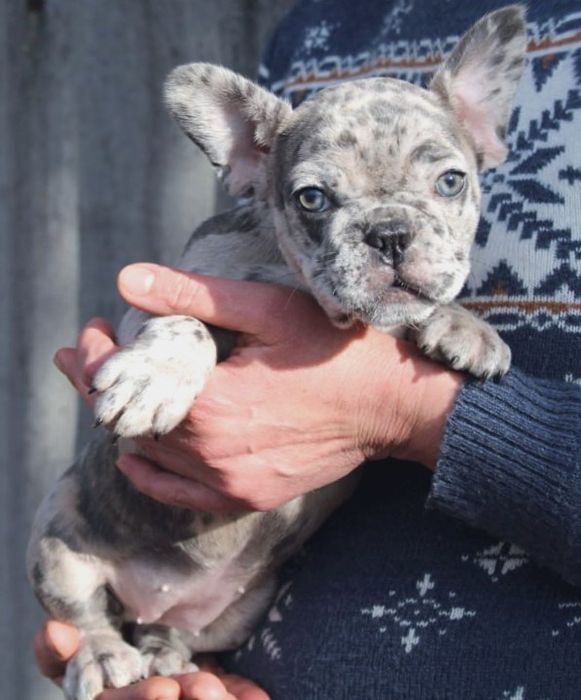 Французики генні карапузики