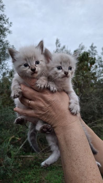 Dá-se gatinhos bebes