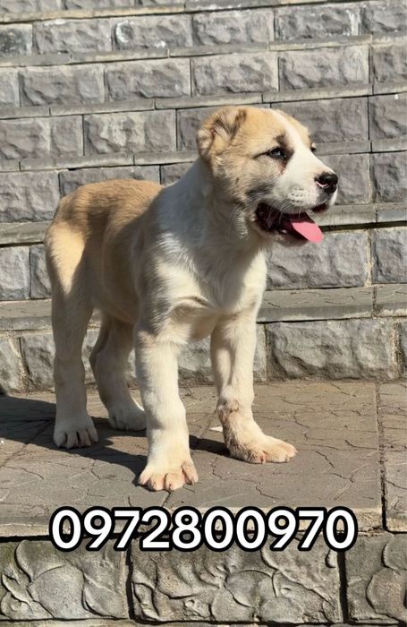 Продам АЛАБАЙ(Середньоазіатська вівчарка)