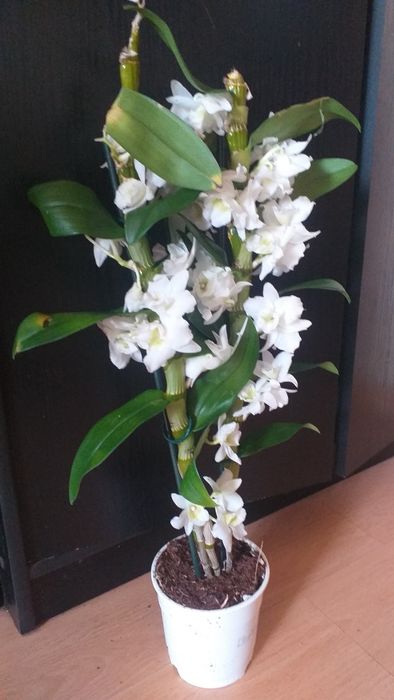 Орхидея Дендробиум Нобиле.