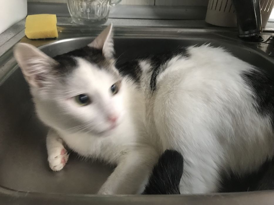 Zaginęły dwa koty w Kolonowskim