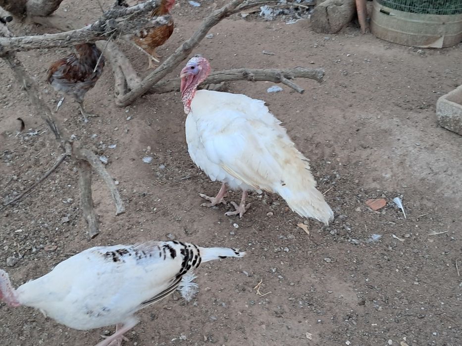 Duzia ovos de perúa galados