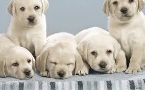 Продам лабрадорів чистокровних