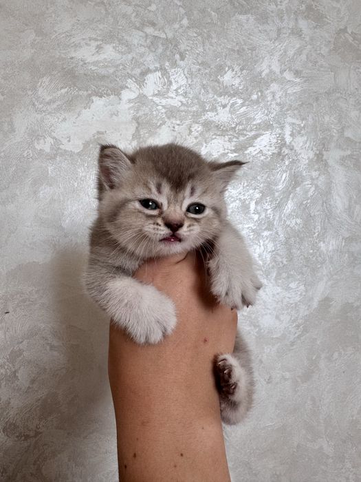 Продам кошенят метиси британець/шотландець