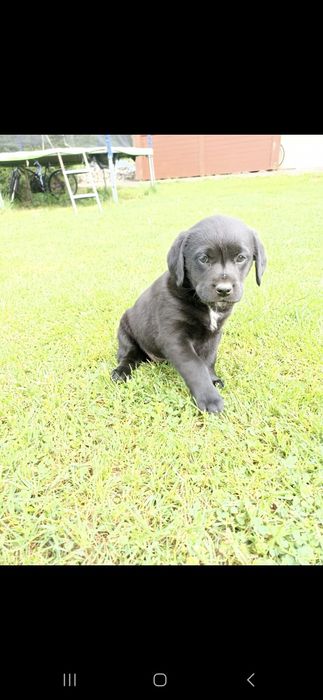 REZERWACJA !!! Oddam labradora,