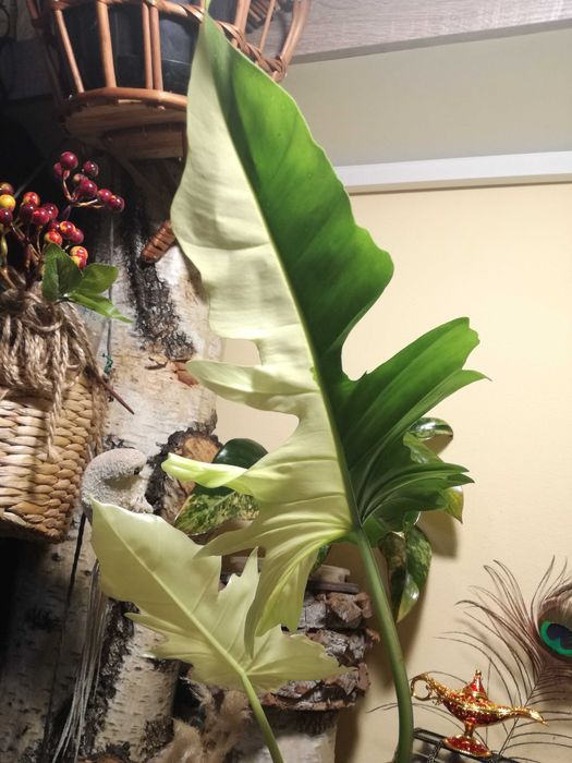 Philodendron Gold Dragon Variegata UNIKAT monstera SUPER CENA! Łodyżka