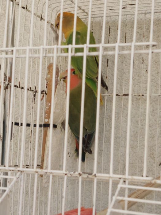 Agapornis casal novo com sexagem