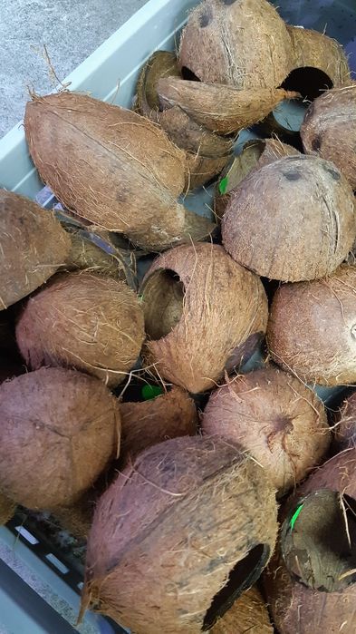 Kokos ozdoba do akwarium