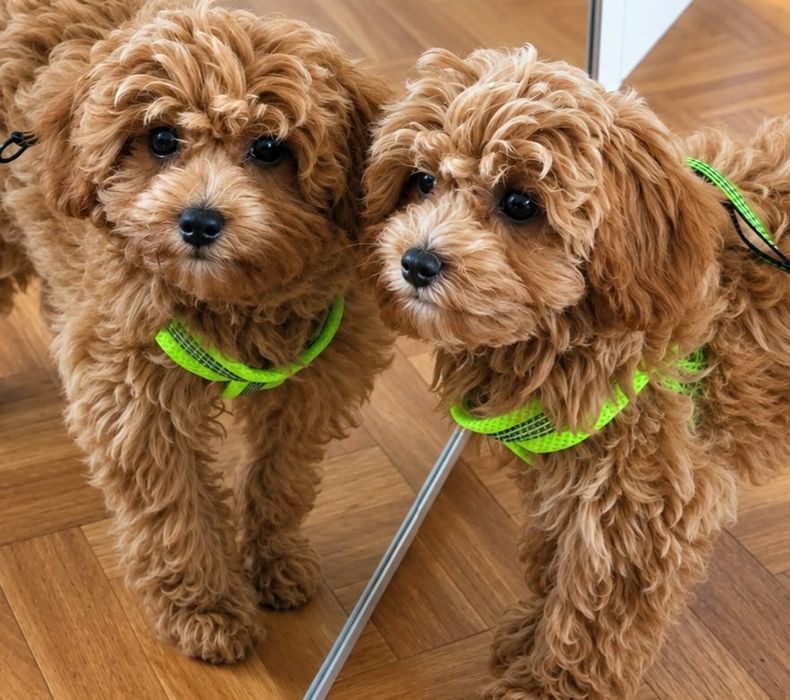 Maltipoo f1b chłopiec po wszystkich szczepieniach  ur.22.05  26
