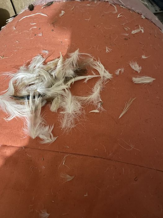 Пух-перо перина мяка. Пересилаю.