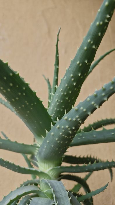 Aloes drzewiasty aloe arborescens kwiat doniczkowy