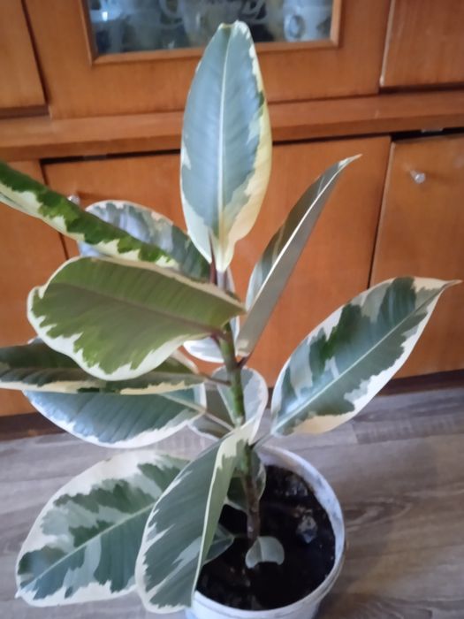 Продам фікус великий