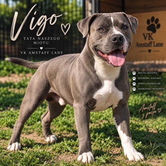 American Staffordshire Terrier AMSTAFF – szczenięta z rodowodem