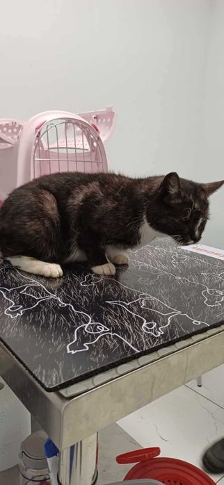 Jednooka koteczka szuka domu