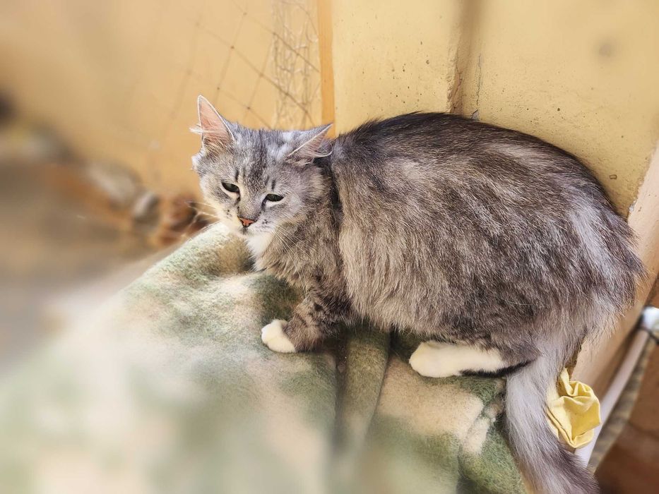 Бася — кошка для тихого, доброго дома (2,5 года)