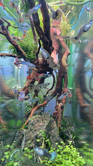 Guppys - machos e fêmeas para venda