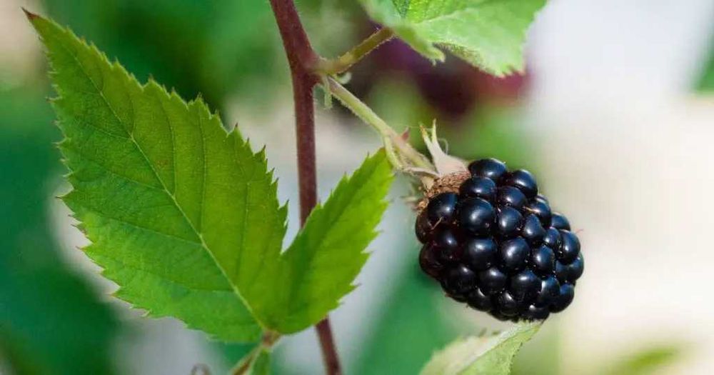 Plantas e  Frutas Tropicais