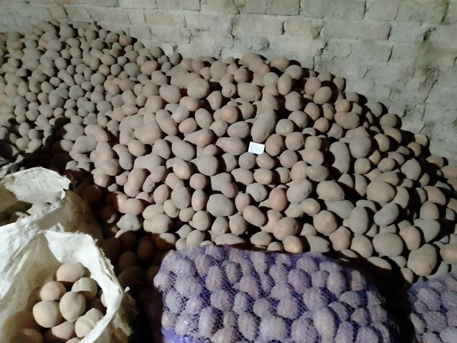 Продам картоплю Белла Роса.