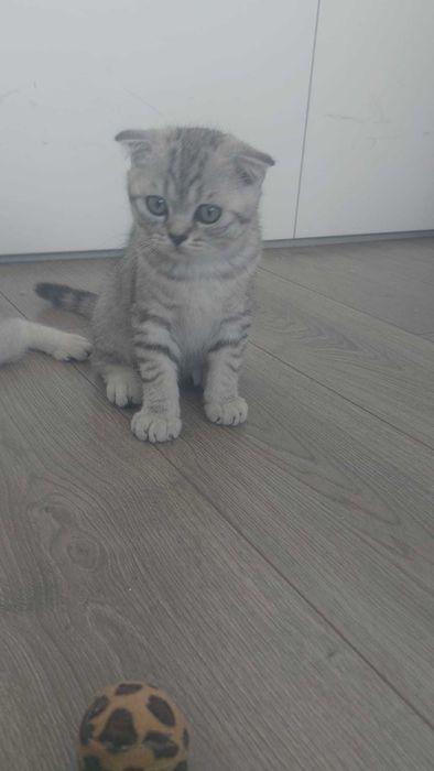 Scottish Fold silver tabby