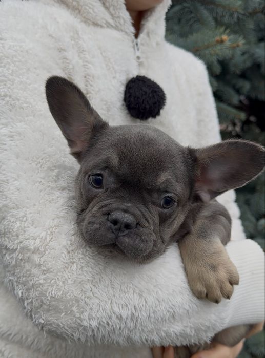 Французи дівчата голубий окрас