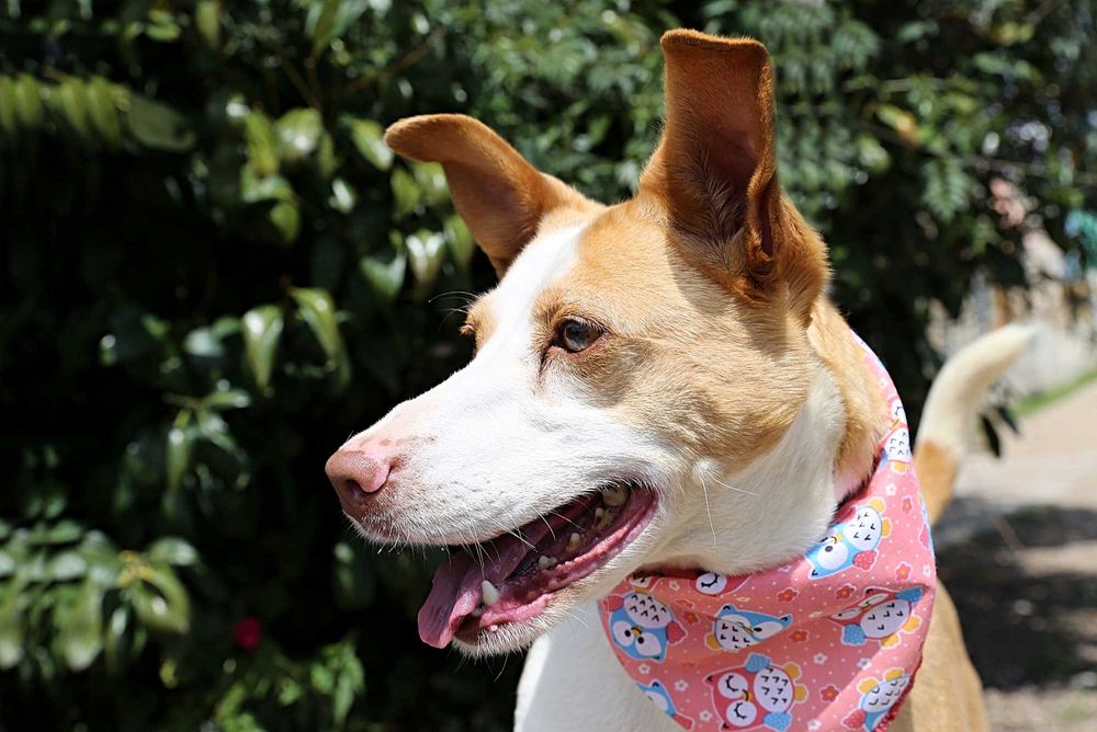 Caramela - cadela média para adoção