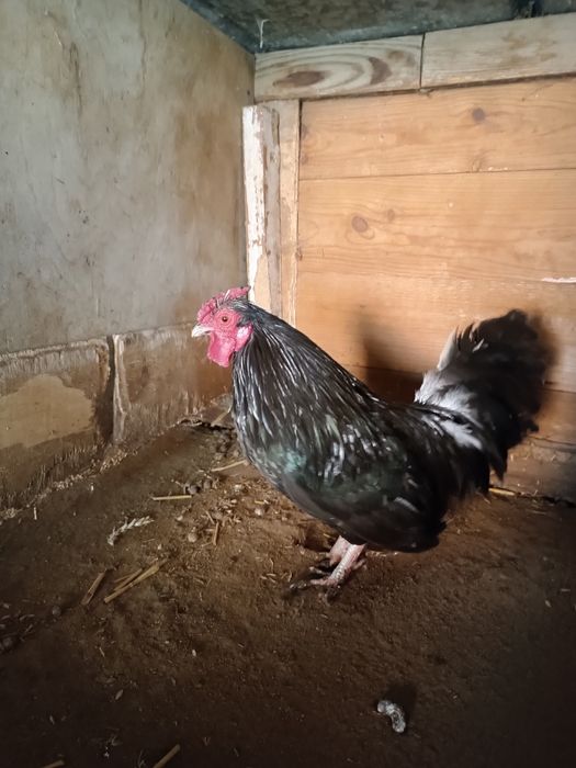 Bantamek kogut sprzedam
