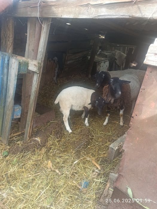 Барани дорпер продать