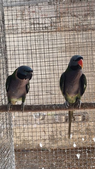 Algumas Aves para saírem