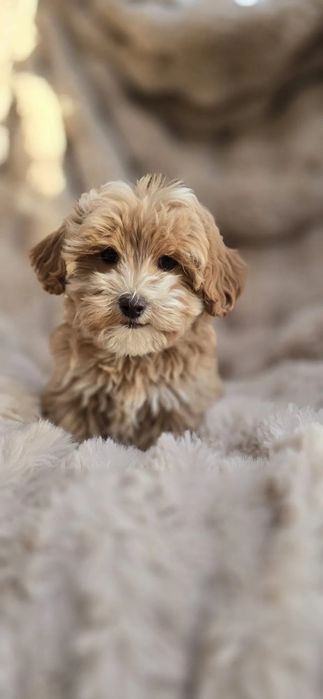 Мальтипу хлопчик - готовий до переїзду! Мальтипу міні Мини мальтипу