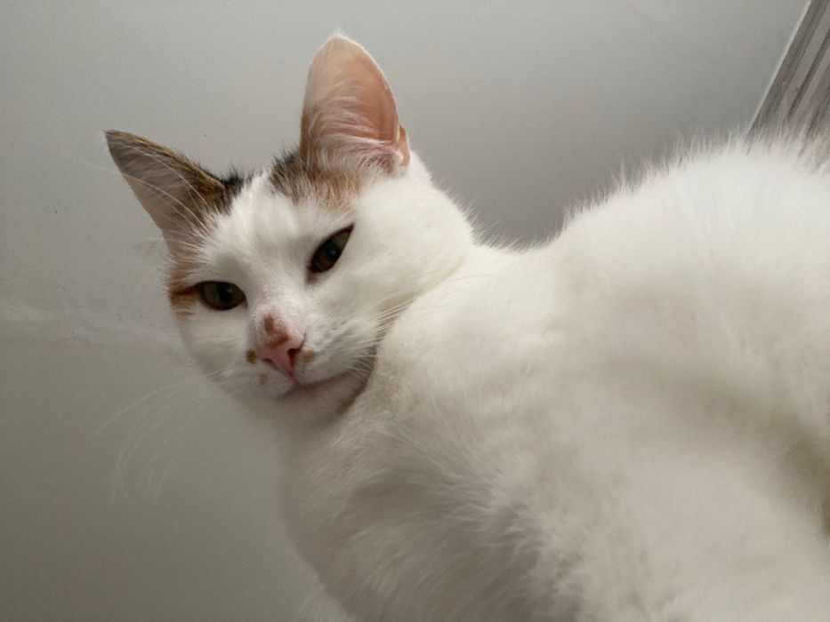 Віддаю у добрі руки кішку