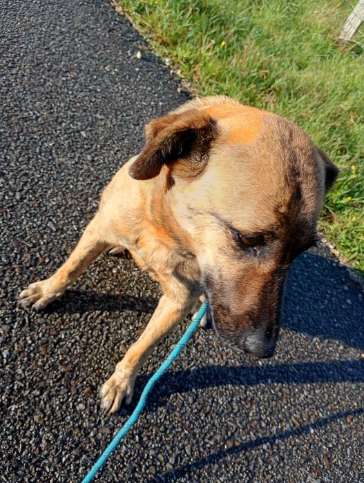 Maja - Cadelinha Malinois de 3 anos para adoção/venda De graça