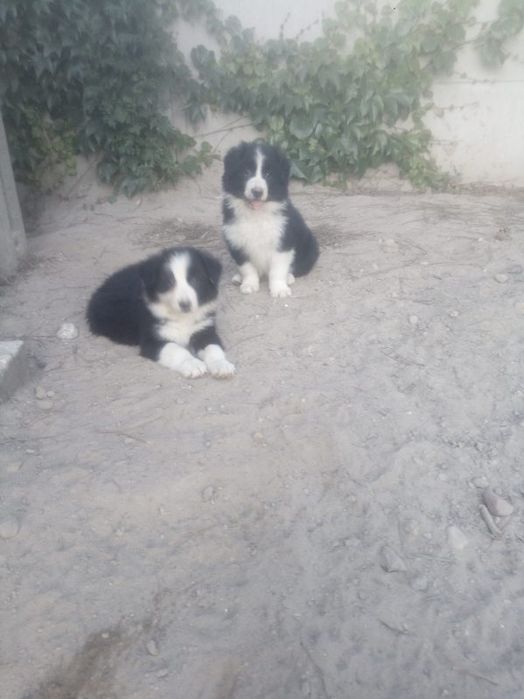 Sprzedam border Collie