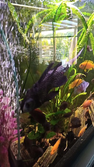 Glonojad lamparci 30 cm