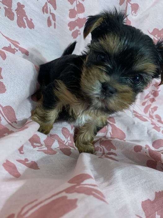 Piesek yorkshire terrier