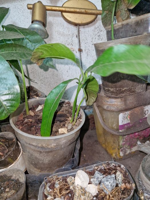 PÉS de manga espada