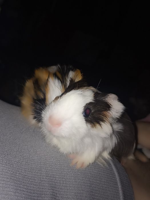 морские свинки  рыжему 1 месяц , белому 3 месяца