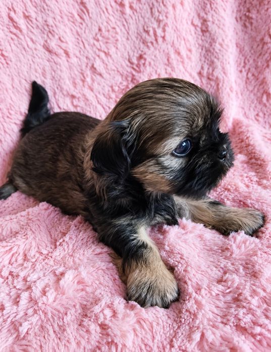 Roksanka urocza czarno czekoladowa dziewczynka shih tzu/ domowa hodowla