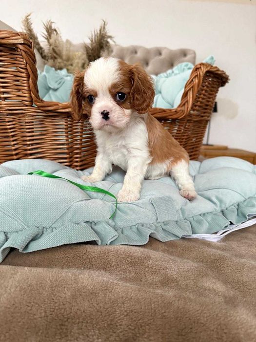 Cavalier King Charles Spaniel piesek z rodowodem